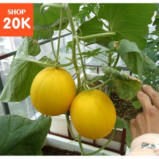 Hạt giống Dưa lê (MV)