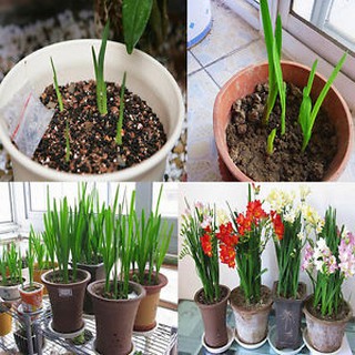 Củ giống hoa lan nam phi hoa màu đỏ ( 1 củ kèm viên nén xơ dừa ươm củ ) - STHG2