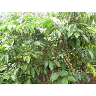 Cây giống Cà phê vối (Robusta)