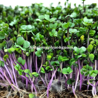 Hạt giống Mầm củ cải đỏ