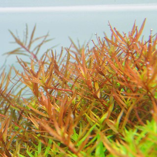 Cây thủy sinh Rotala sp "H'Ra" ( lá cạn)