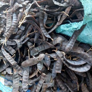 Bồ kết khô 500gr