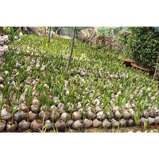 Dừa xiêm đỏ lùn chuẩn giống bến tre