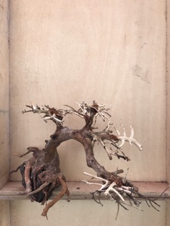 Bonsai 26x23 cho hồ cá thuỷ sinh