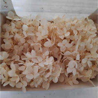Hoa tú cầu khô các màu