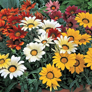 Hạt giống hoa cúc huân chương (cúc gazania) nhiều màu