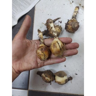 set 5 củ giống hoa bỉ ngạn đỏ