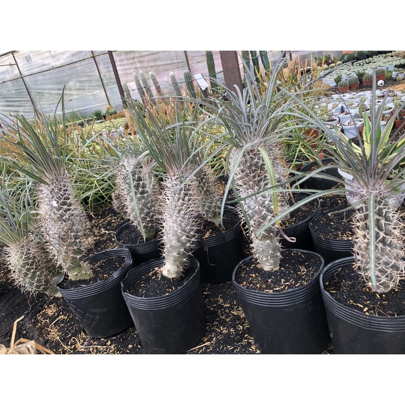 Cọ Madagasca Cao Hơn 30cm, 1 đổi 1 (Xương Rông Nhật tân)