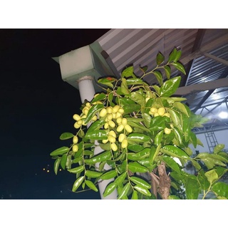 Giống cây Táo Tàu Lớn