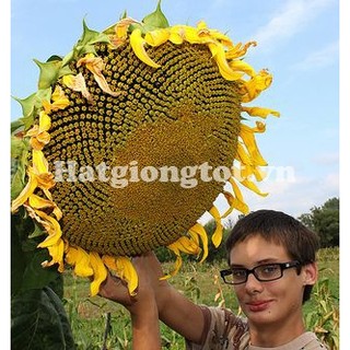 Hạt giống hoa hướng dương khổng lồ ( 20 hạt)