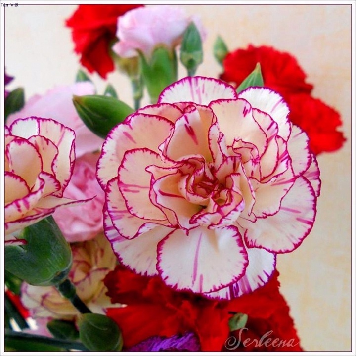 ( SIÊU HOT ) Hạt Giống Hoa Cẩm Chướng kép Mix 50 hạt