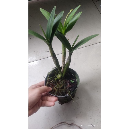 Chớp sữa enobi nhú vòi hoa