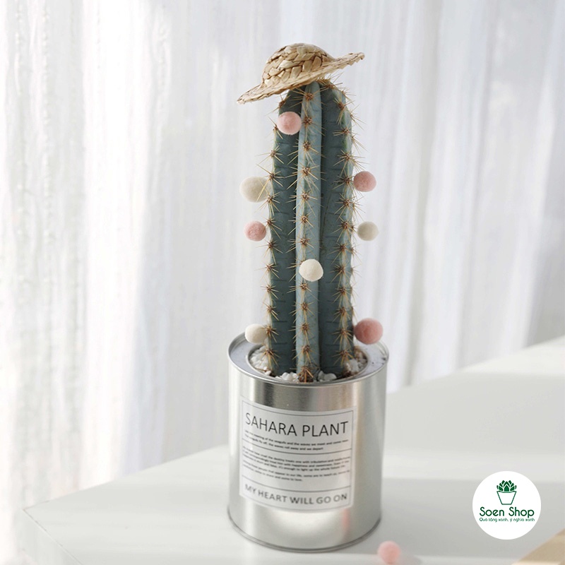 FREESHIP - Xương rồng trụ đủ loại - Sẵn chậu nhựa 7x7 - soen sen