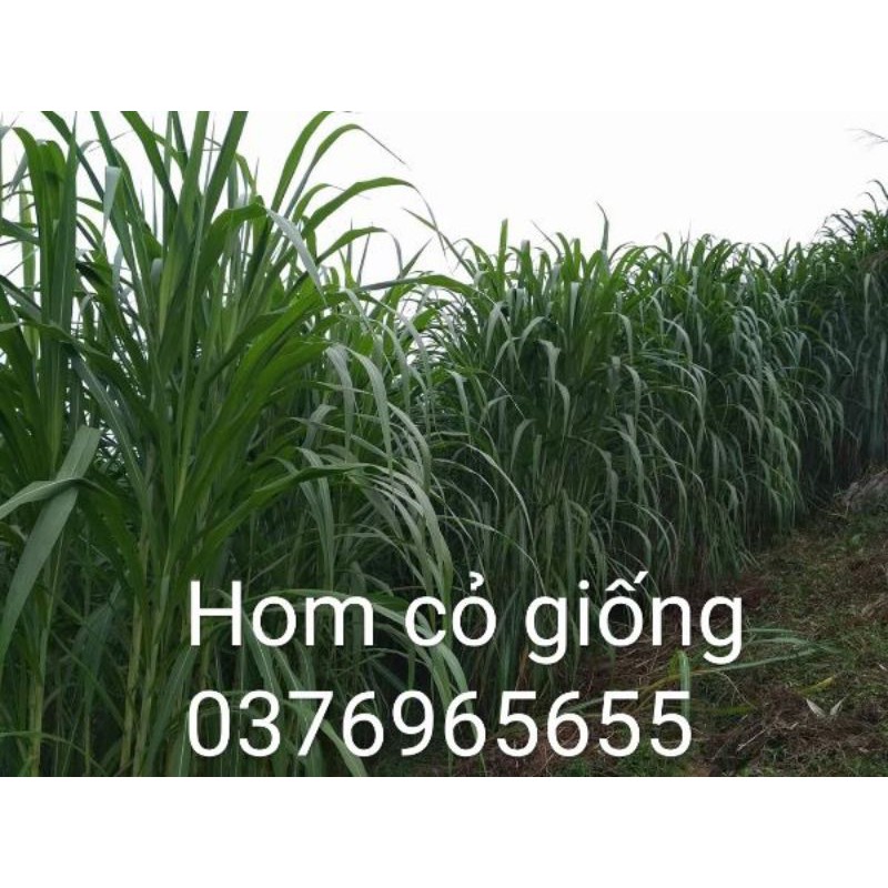 Hom cỏ voi xanh thái lan pakchong 1