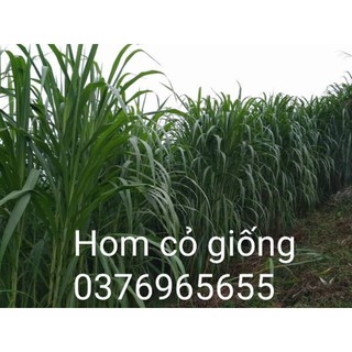 Hom cỏ voi xanh đài loan