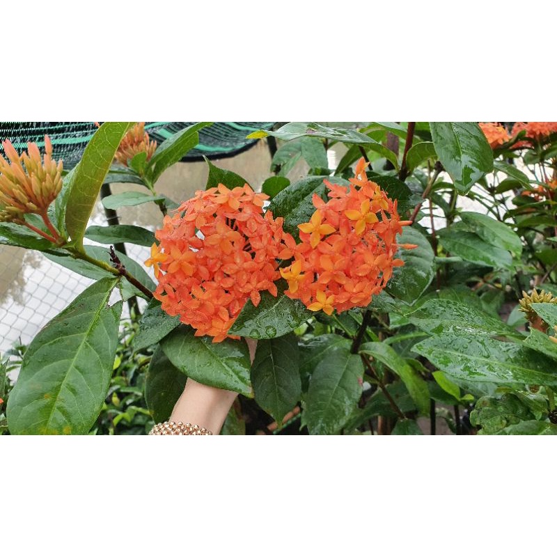 một cây trang MỸ CAM cao 50-60cm rễ khỏe