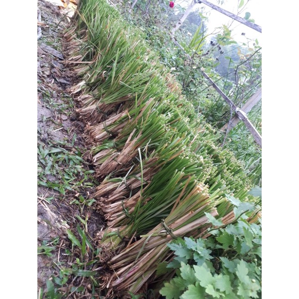 Cỏ Vetiver rễ trần