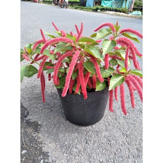 cây hoa đuôi lân