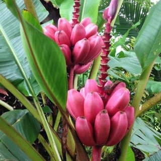 Hạt giống quả chuối đỏ