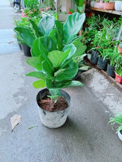 Cây Bàng Singapore Cao 80cm