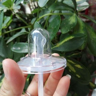 2 loại - Núm ti ngậm Cacara