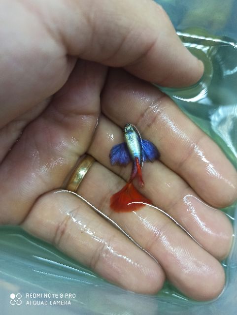 100g Cám thái Inve cho cá ,tép  cảnh giúp kích màu phát triển tốt