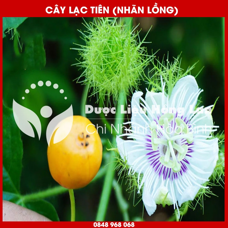Cây Lạc Tiên  khô sạch loại 1 - Hàng Chính Hãng