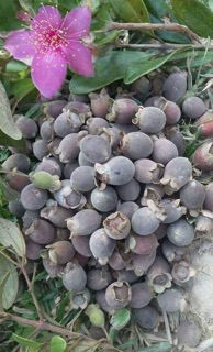1kg Quả Sim Rừng Khô ( quả chín )