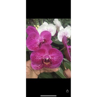 Lan hồ điệp cắt cành bầu 2.8