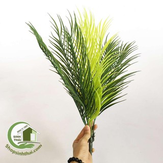 Bụi cây dừa - bụi lá dừa giả cao 50cm