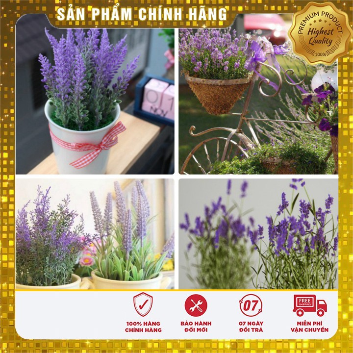 Hạt Giống Hoa Oải Hương tím ( Lavender) gói 50-100 hạt