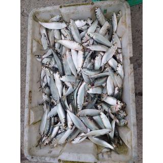 cá trích khô 500gr