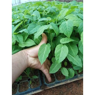 🍋🍋Chanh dây vàng từ Colombia 🍋🍋🍋 Một quả giá bán trên thị trường lên đến 120 ngàn đồng một quả . ❤️❤️❤️ 👏 Vì độ ng