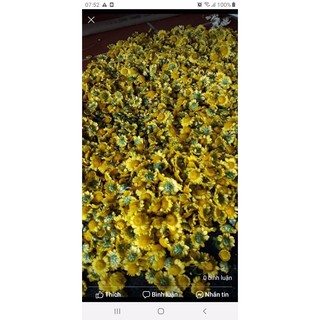 cây hoa cúc cổ trà