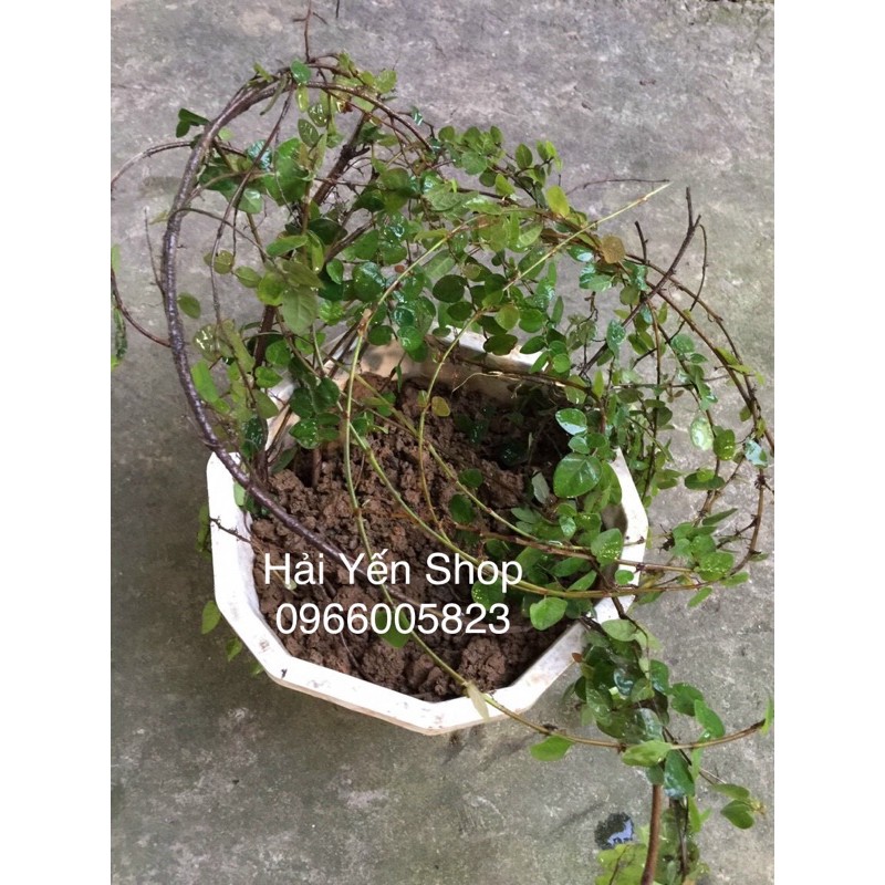 Cây vảy ốc  sum suê dài 30-40cm bầu đóng túi,ko gồm chậu