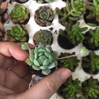 Sen đá❤️❤️❤️Sen đá mini, sen vỉ 84 cây/vỉ
