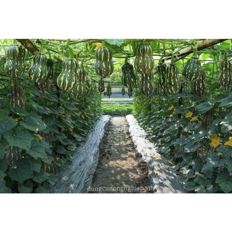 Hạt giống bí đỏ hồ lô Trang Nông TN6 gói 2g