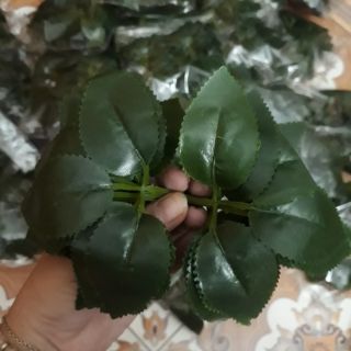 Lá hoa hồng 20 lá