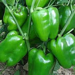 30 hạt giống ớt chuông xanh