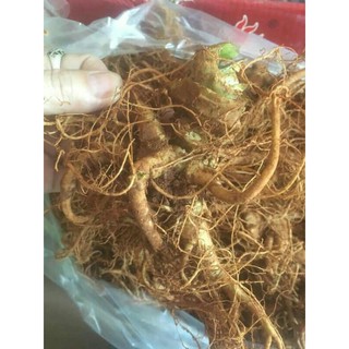 500g củ tam thất tươi