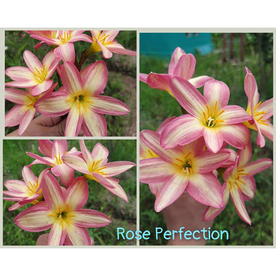 Củ hoa huệ mưa Rose Perfection size củ mẹ, củ to_Củ hoa tóc tiên nhập ngoại