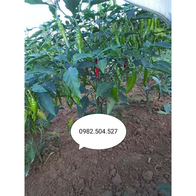 HẠT ỚT XANH QUÊ ĂN MỲ QUẢNG