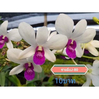 Denro nắng hoa thơm poongleng