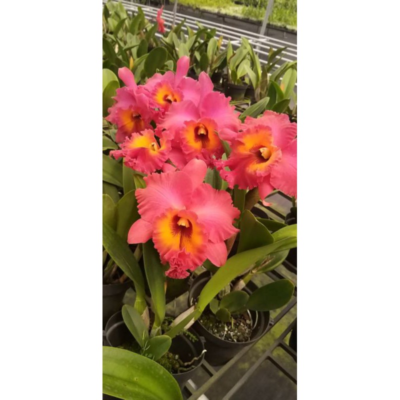 HOA TẾT- CATTLEYA MÈO NỤ