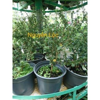 Cây bạch tuyết mai + Tặng (0,3kg) phân hữu cơ cao cấp