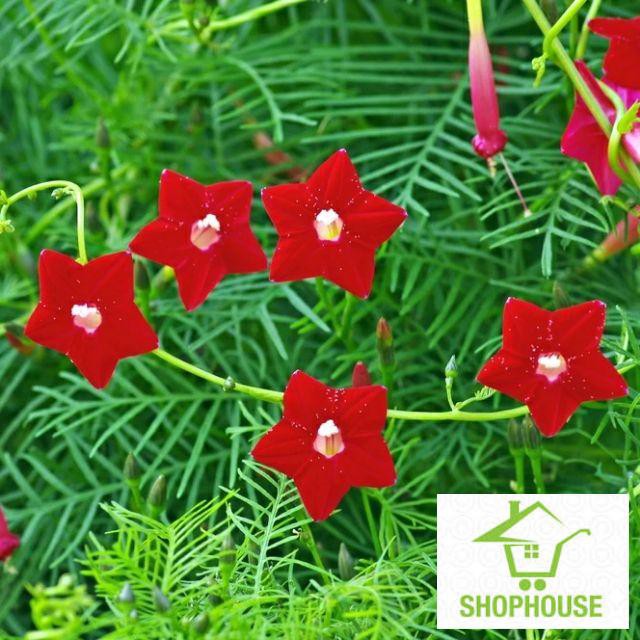 shophouse Hạt giống hoa tóc tiên leo 20 hạt nảy mầm 90% SHOP HOUSE TẾT KHUYẾN MẠI