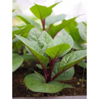 Hạt mồng tơi đỏ - gói 1 gram