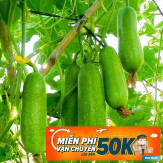 10 hạt giống bí đao