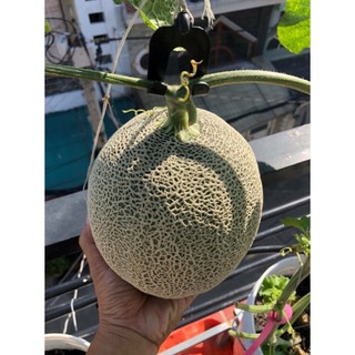 Hạt giống DƯA LƯỚI DA XANH GREENMAN
