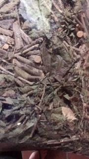 Xạ đen Hoà Bình